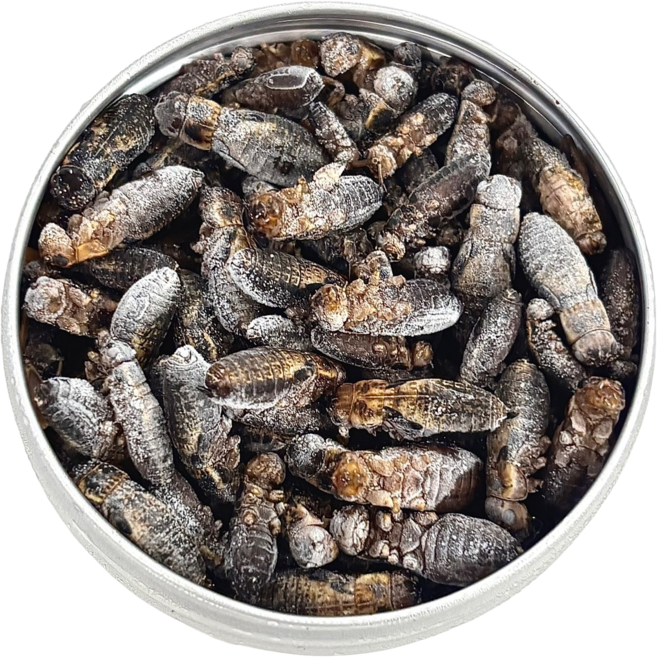 냉동 귀뚜라미 냉뚜리 대 80~120마리, 1개, 20g