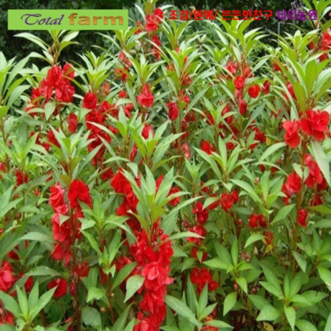 씨앗나라 봉선화 (봉숭아) 씨앗 혼합색 30립, 1개