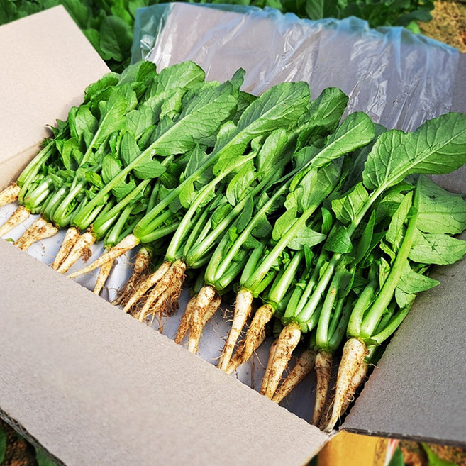 채소한 포천 어린열무 싱싱 국내산 수확, 4kg, 1개