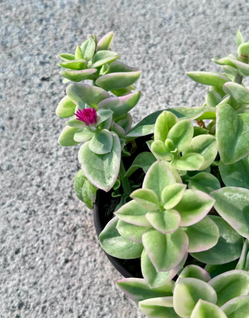 미니정글 예쁘고 우아한 썬로즈!, 독일13호, 1개