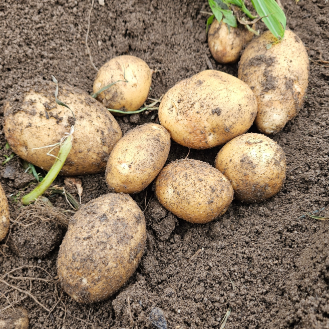 포슬포슬 국내산 햇 두백감자, 1개, 2kg(특)