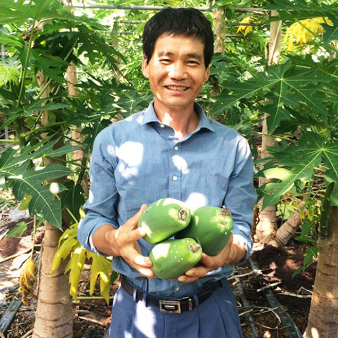 강진농장 장흥 해남 그린파파야 3kg 옐로우파파야 3kg papaya, 1개