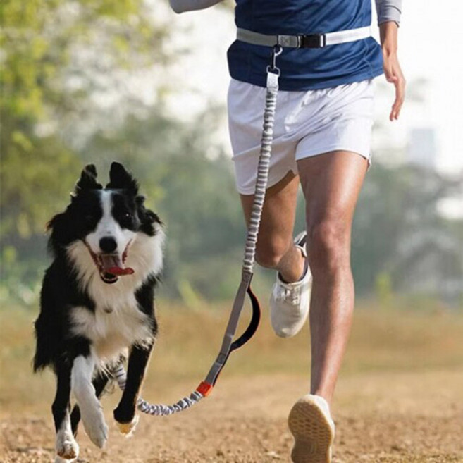 허리벨트 핸즈프리 워킹 조깅 강아지 대형견 리드줄 두마리 트윈 리드줄 제라미펫