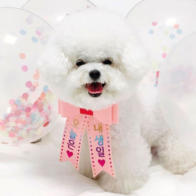 핑크캔디 강아지 고양이 리본화환 생일파티 강아지화환, 리본화환(컬러밴드)_진핑크(오로라), 1개