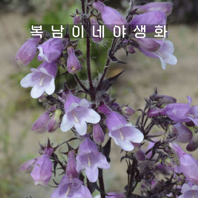 소품 마스커레이드 [3개 복남이네야생화 모종 자엽펜스테몬 penstemon], 3개