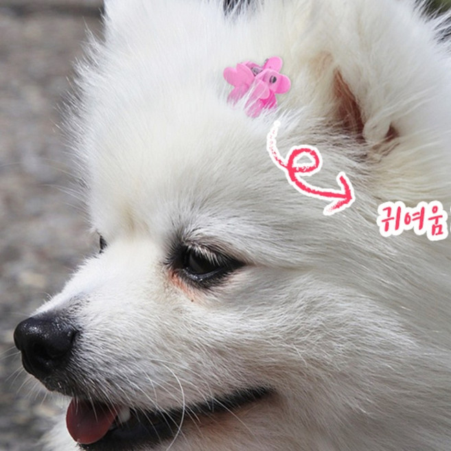 강아지 반려견 반려묘 미니 머리핀 집게핀, 1세트