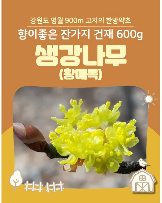 갈채 생강나무(황매목) 향이좋은 잔가지 건재 강원도 영월 900m고지, 300g, 2개