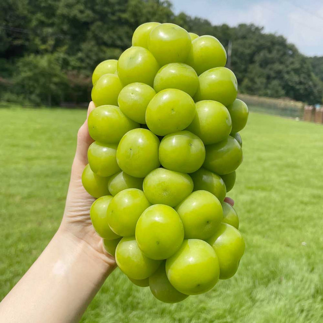 [엄지척농산물] 당도보장_샤인머스켓, 1박스, 2kg 3수