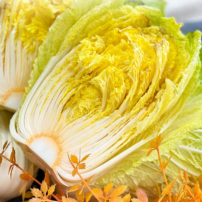 하라네 해남 베타배추 미니 항암 배추 알배기 쌈배추, 2.5kg, 1박스, 베타배추(3-4포기)