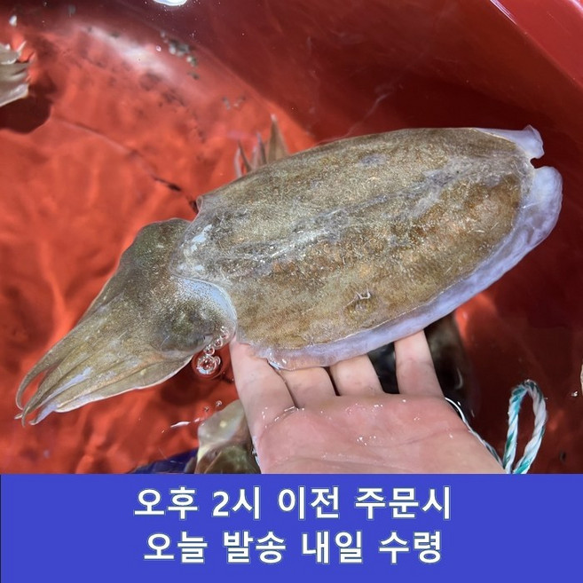 [국산] 특대 갑오징어 손질 갑오징어 초특대갑오징어, 1개, 급냉 손질  중 갑오징어 1kg(5-10미)