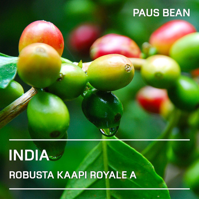 생두대빵 인도 카피로얄 A 생두, 1개, 500g