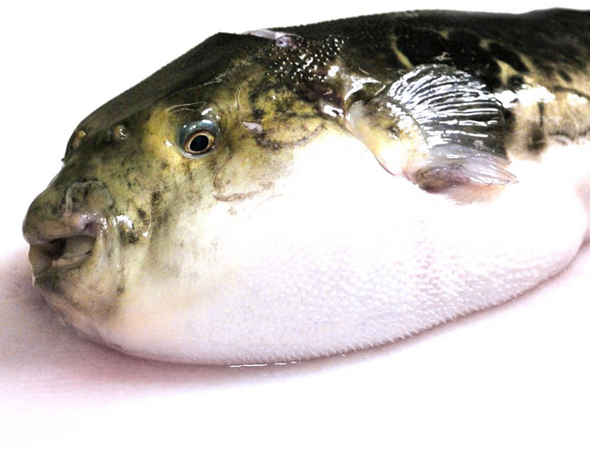 남해안 손질 복어 참복 500g 3-6미내외 복국 탕거리 복어자격증소유, 1개