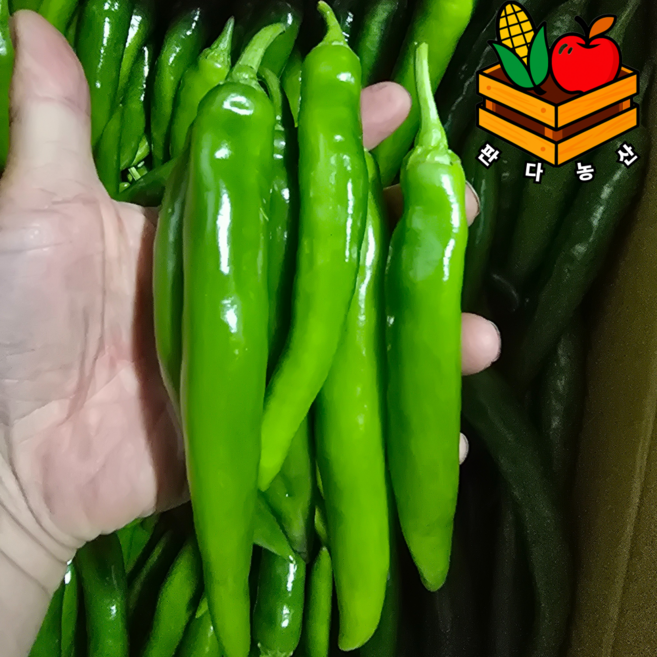 누구나좋아하는 안매운고추 오이보다아삭한 못난이 오이맛고추, 1박스, 3kg(상품)