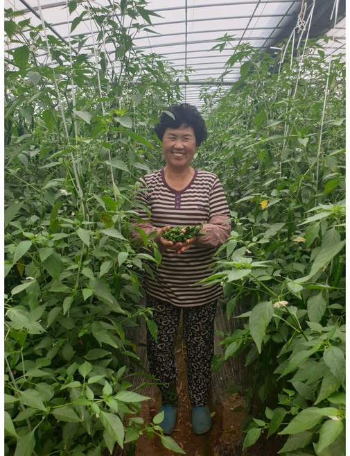 국내산 청양고추 매운 땡초 상 10kg 5kg 1kg, 2kg, 1개