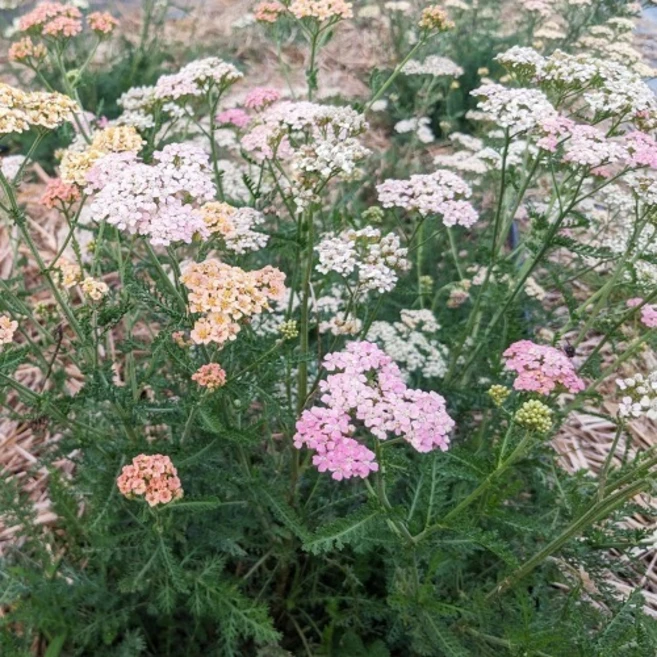 서양톱풀 페이버릿 베리스 혼합 씨앗 20립 (유아그린/A0603), 1개 - 쿠팡