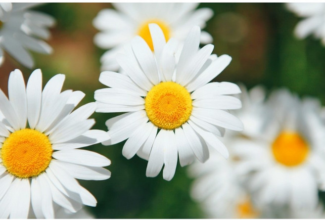 샤스타데이지 월동잘되는 야생화 노지월동식물, 3치포트, 1개