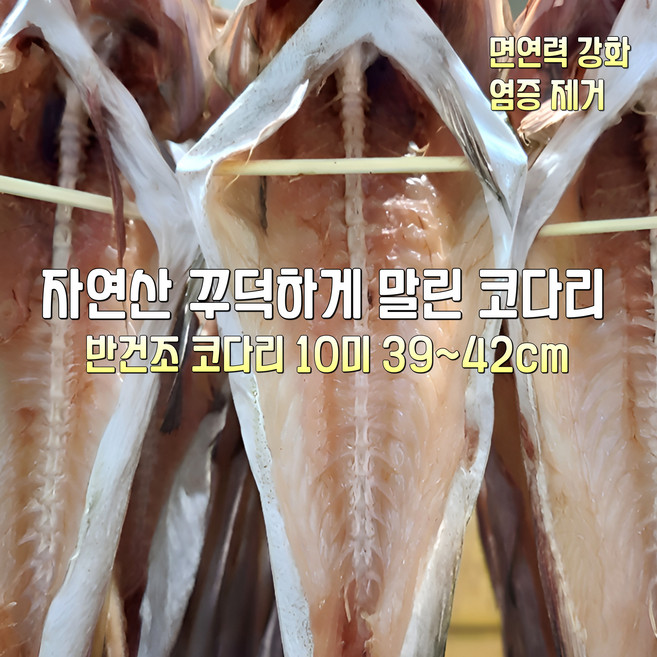 [산지직송] 국내산 자연산 고성 반건조 코다리 10미 42~45cm. 10미 39~42cm 선물용 가정용, 1박스, 반건조 코다리 10미 39~42cm