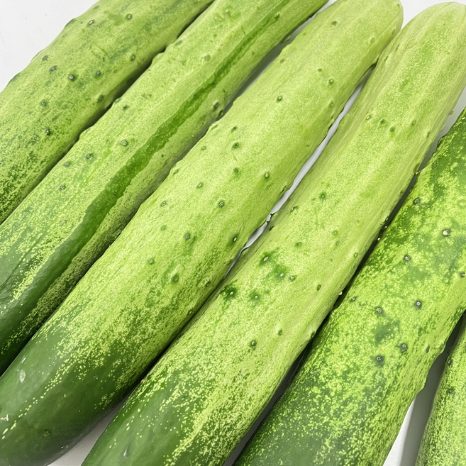 국내산 백오이 백다다기 1kg 2kg 4kg, 1박스