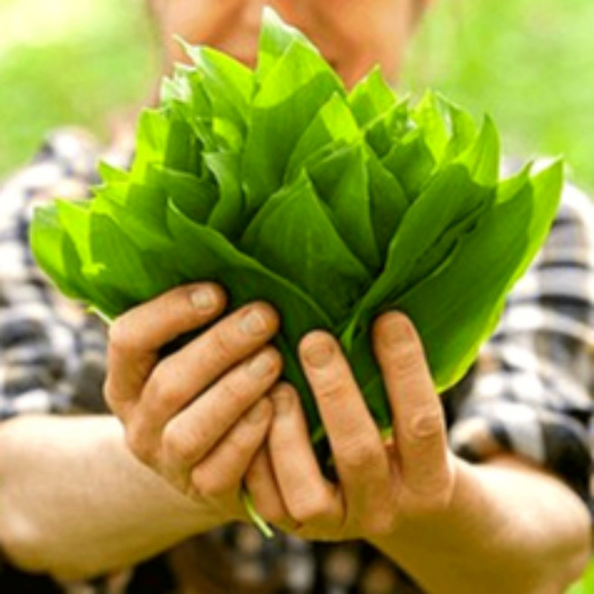 O2 명이나물 산마늘 생명이나물 명의나물, 1개, 2kg