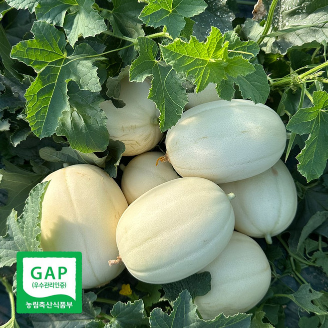 금메달농수산 산지직송 고당도 설향 메론, 1개, 5kg (5-11과)
