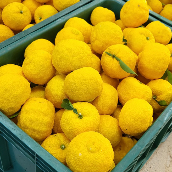 고흥 못난이 유자 생과 실속형 유자, 1박스, 2kg