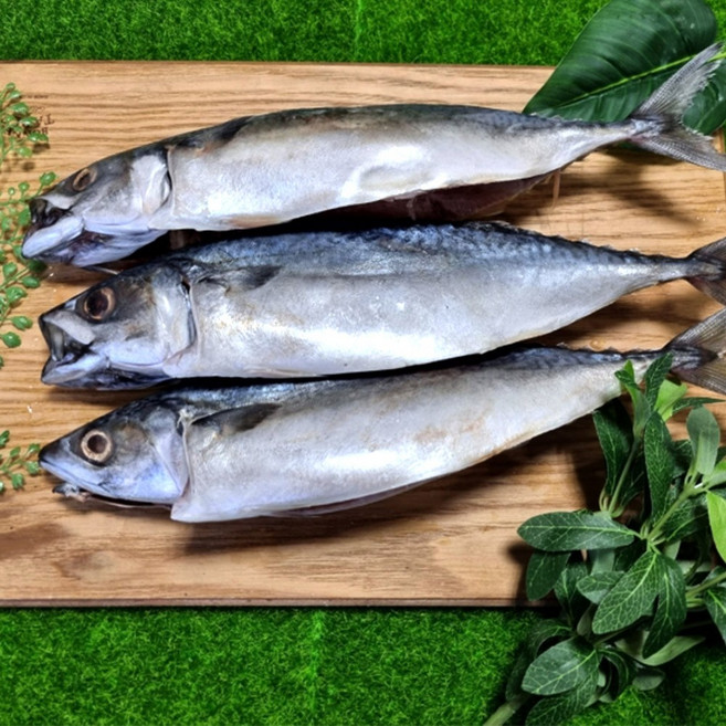 국산 부산 다대포 자반 고등어 대 10미 (3.4kg 내외)