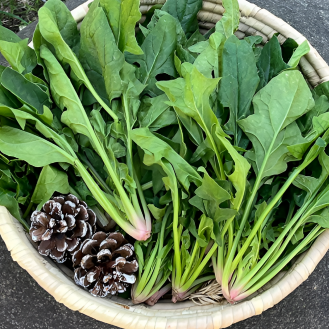 국산 노지 보물초 섬초 해풍 시금치 500g 1kg, 1개, 남해시금치1kg내외