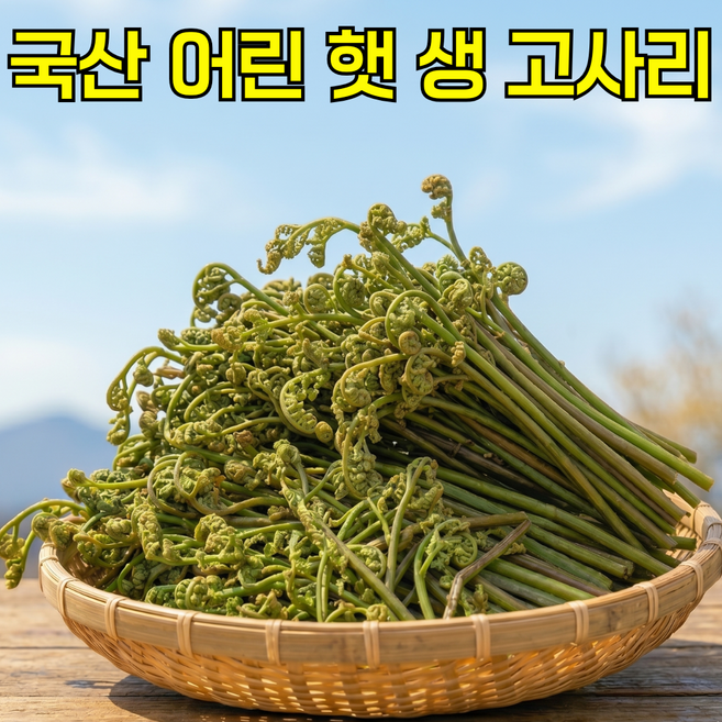 [26년첫수확] 부드러운 국산 어린 햇 생고사리, 1kg, 1박스