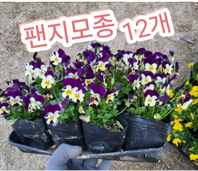 팬지모종 12개/제비꽃과에 속하는 식물로 추위에 강한 비올라, 1개
