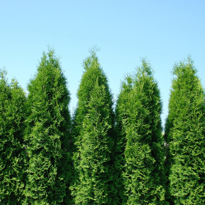 [충북농원] 파스티기아타 측백나무 묘목 - 삽목묘분묘, 4. 3치/포트, 1개