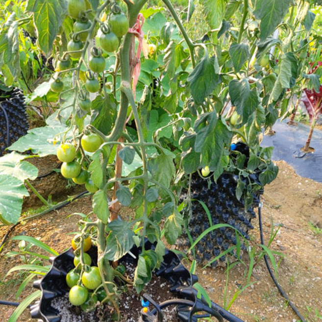 [4월 예약발송] 방울토마토 모종키우기 풀 세트