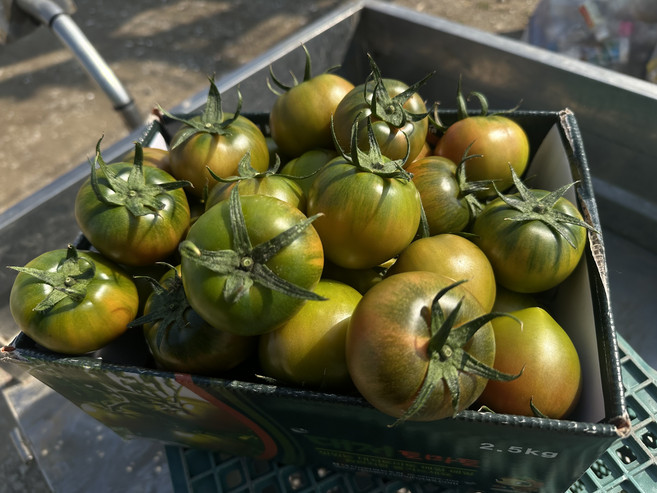 제철밥상 새콤달콤 대저토마토 2.5kg 특품 M과 탱글한 과육 풍부한 과즙 대저 짭짤이