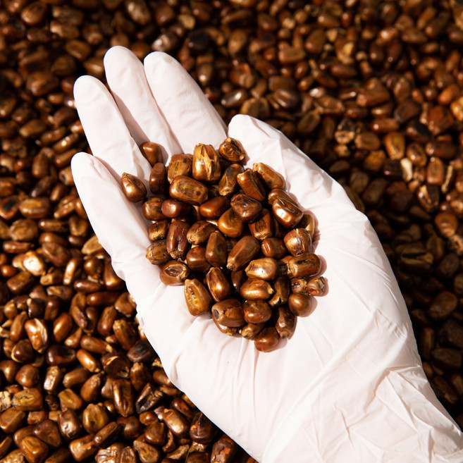 이삭방앗간 국산 100% 직접 볶은 국내산 옥수수차 250g, 3개