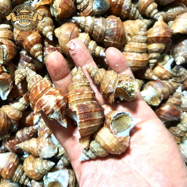 [품질 보장 자연산 살고동] 국내산 포항 생물 살고동 활 살고동 생물, 1개, 정품 생물 살고동 1kg