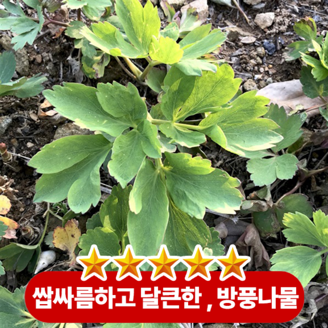 아삭한 식감과 향긋하면서도 쌉싸름한 풍미가 특징인 여수 햇 방풍나물, 1박스, 1kg