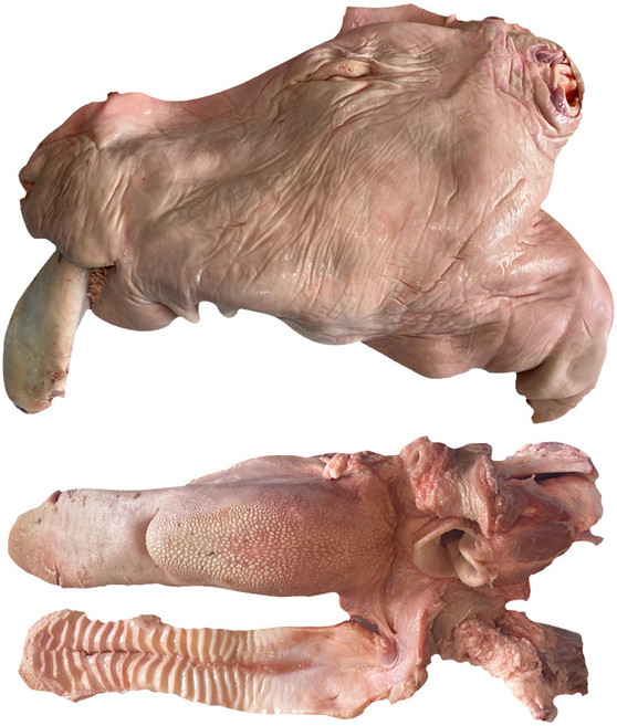 한우소머리 거세 한마리 18kg 내외 (우설한마리 포함) 머리고기 우설 황소 편육 수육 국밥, 거세한마리+거세우설한마리, 1개