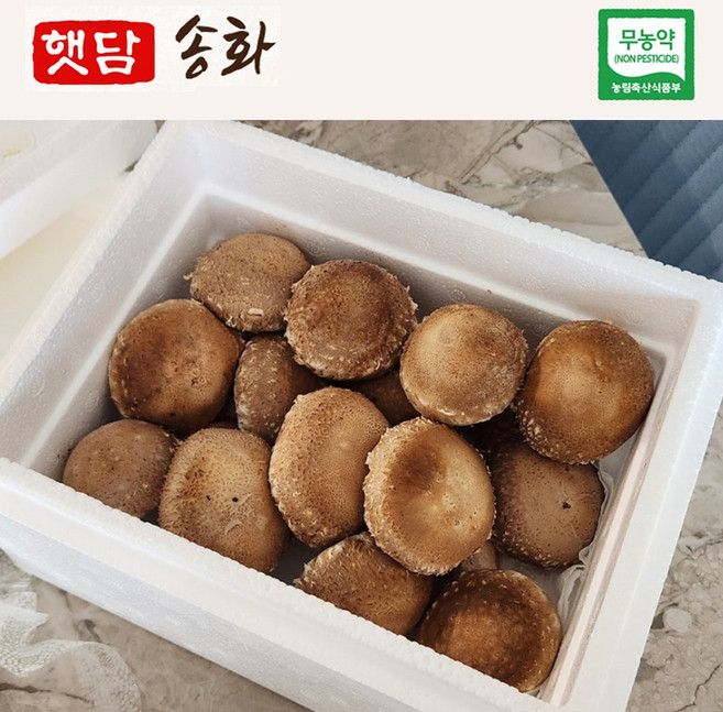 [쿠팡핫딜 1+1]국내산 친환경 햇담송화 가정용 정품중급 송이향 송고 송화고버섯, 1박스, 송화 중상급 1kg[1+1]