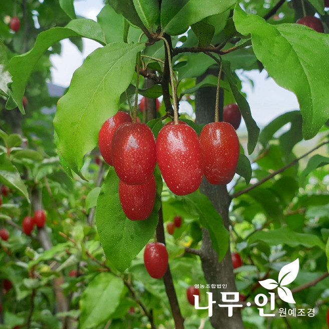 [나무인] 왕보리수나무 결실주 직경5~6cm 차량