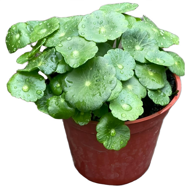 萬花叢 水生植物 銅錢草/圓幣草 (小品盆栽 招財植物), 紅棕色, 1個