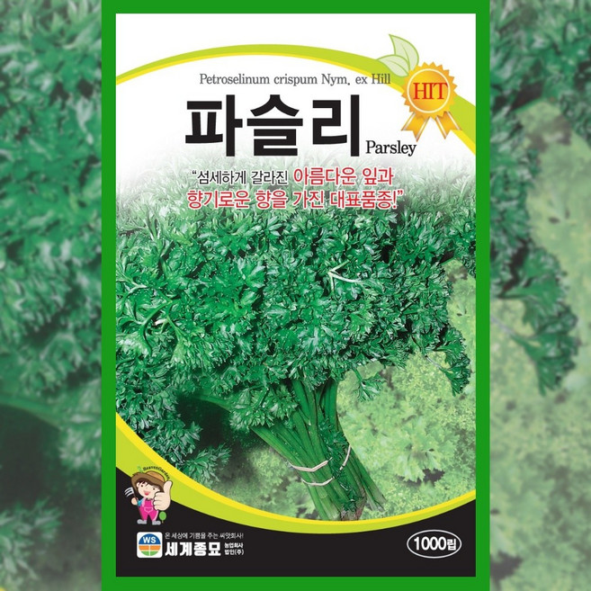 파슬리 씨앗 1000립 종자 채소 파슬리씨, 1개