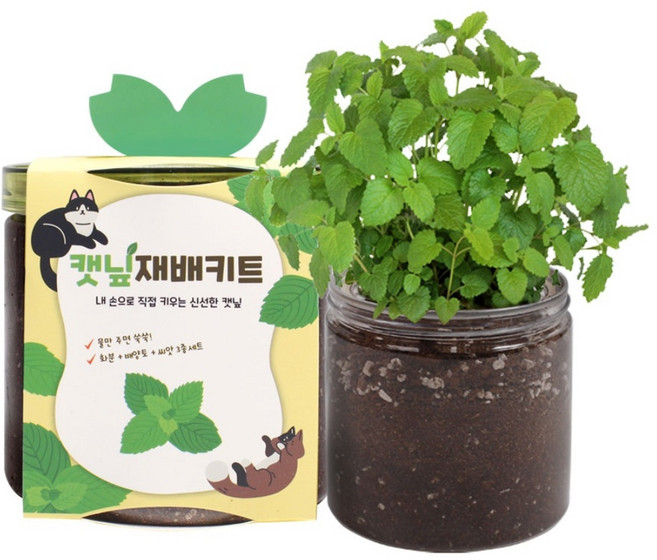 멍냥이랑 신선한 캣닢 화분 재배 키트, 1개