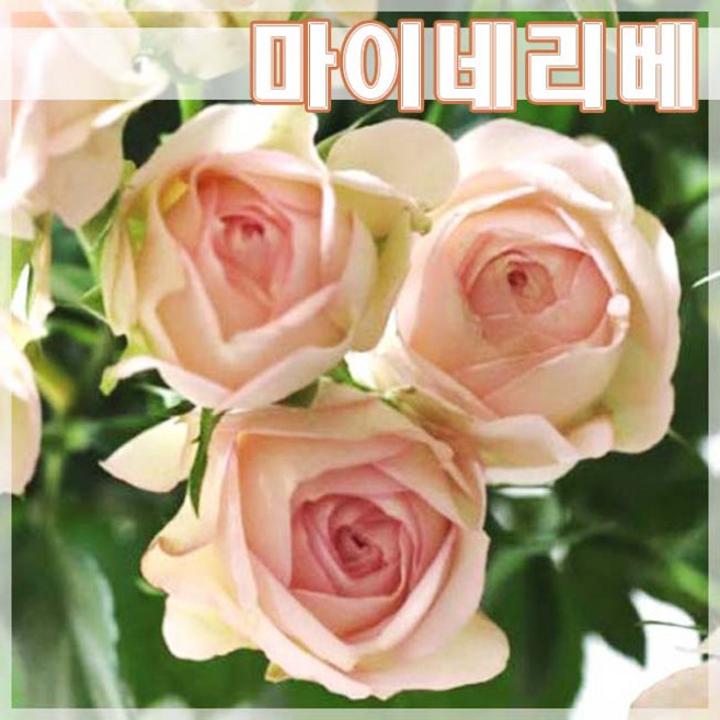 [현대조경농원]사계장미나무 묘목 정원 땅장미 꽃나무 비닐포트묘, 마이네리베, 1개