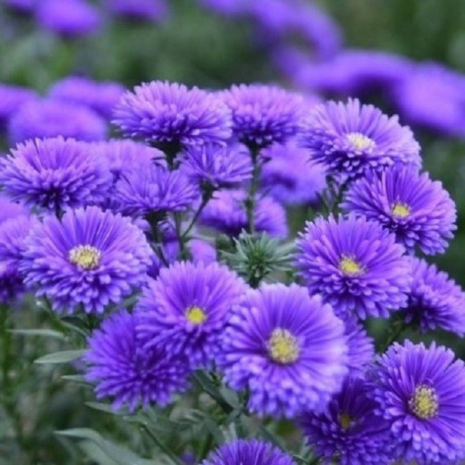아스타 국화모종 (보라색 진분홍색)10개세트 3치포트묘10개 전국노지월동 야생화, 보라색, 10개