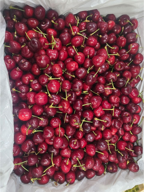 첫출시 미국산 스키나 체리, 1박스, 500g(9.5R~10R/대사이즈)