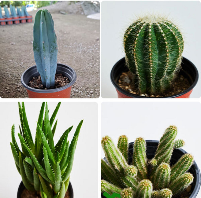 생물농장 손가락선인장 백단선인장