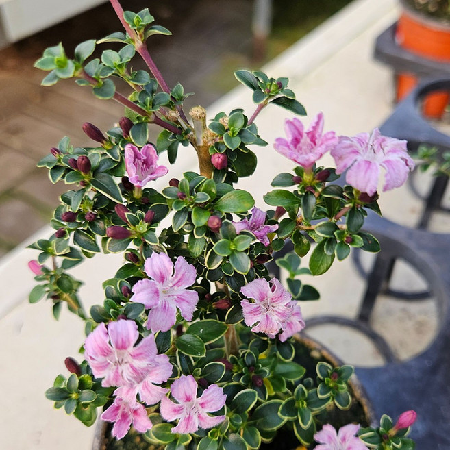 아비가든 단정화 야생화 1+1 노지월동, 2개, 분홍