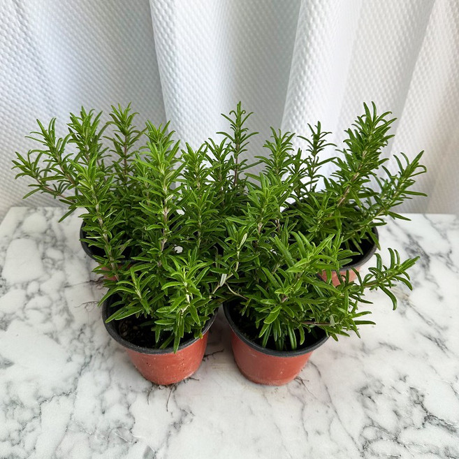 로즈마리 허브 식용허브 향기나는식물 3+1, 1개