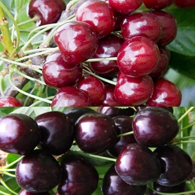 체리 묘목 수분수 세트 / 진한 색감과 내한성이 강한 버건디펄과 라핀 / 2주세트, 버건디