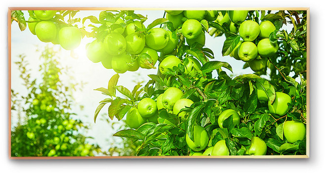 화색갤러리 풍수 인테리어 13 사과 그림 액자 프리미엄 캔버스천으로 인화, 올리브골드