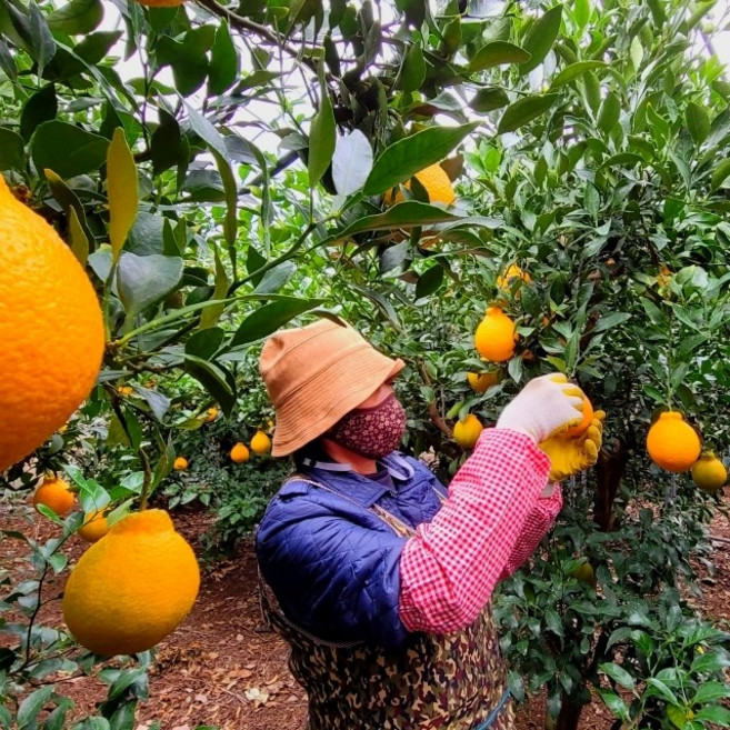 [단3일특가] 제주 고당도 한라봉 농장직송, 1박스, 10kg